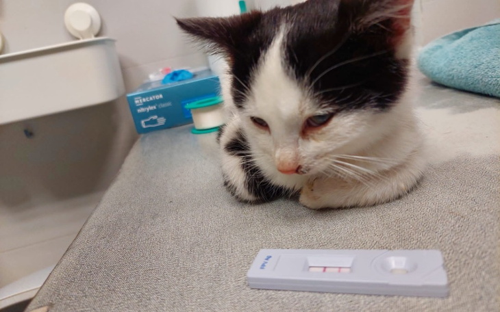 Zbiórka Cena kociego nieszczęścia - zdjęcie główne