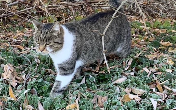 Zbiórka Na sterylkę badania i opiekę wet - zdjęcie główne