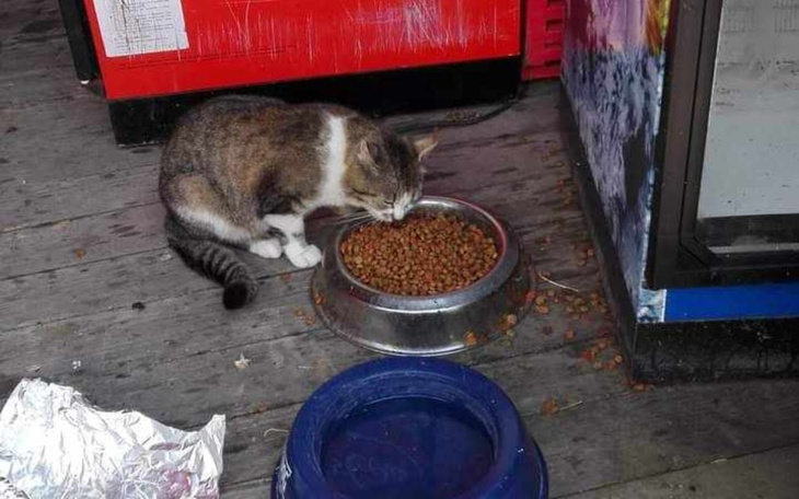 Zbiórka Jesteśmy bez karmy dla kotów - zdjęcie główne