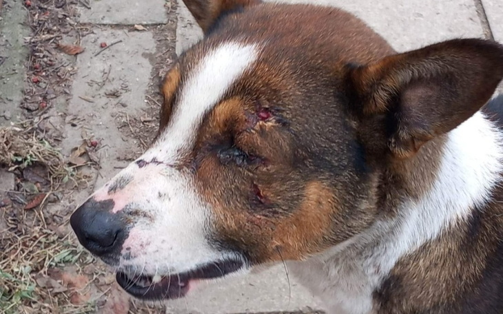 Zbiórka Opłacenie hoteliku 3psiaków - zdjęcie główne