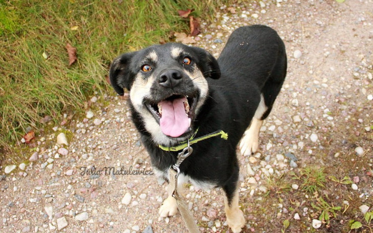 Zbiórka Ralf prosi o wybieg, pomożesz? - zdjęcie główne