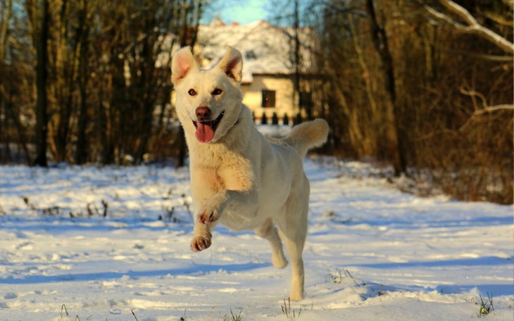 Zbiórka Ogrzejmy chore zwierzęta - zdjęcie główne