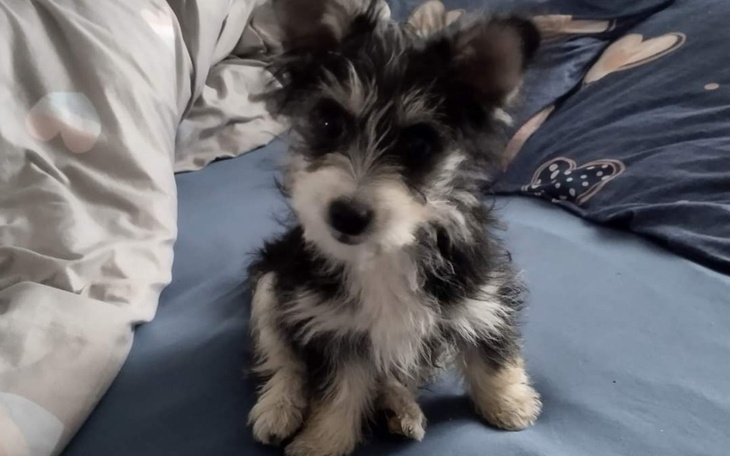 Zbiórka Na operację dla suni. Wabi się K - zdjęcie główne