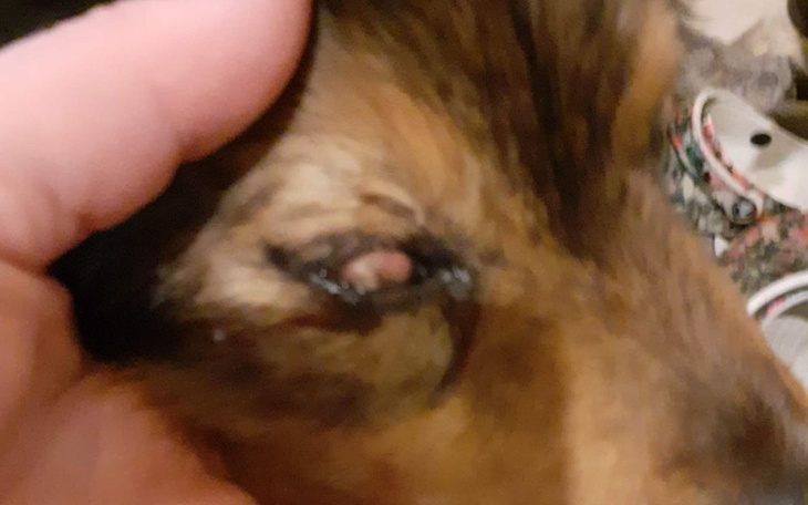 Zbiórka 4 starsze psie nieszczęścia - zdjęcie główne