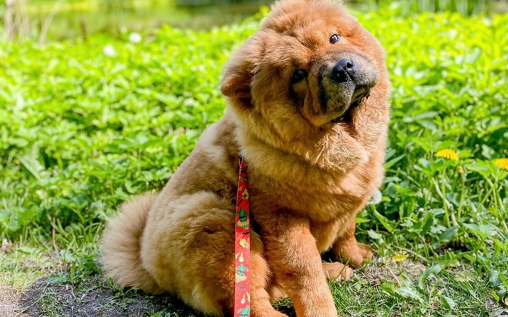 Zbiórka Operacja stawu biodrowego psa - zdjęcie główne