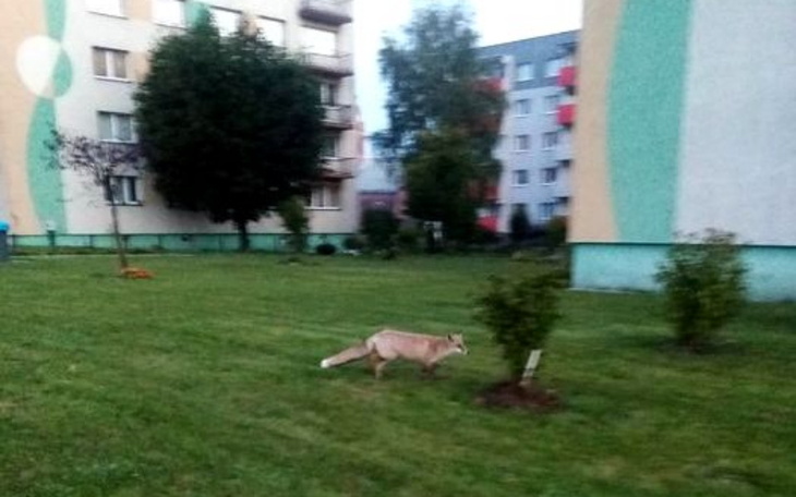 Zbiórka Pomoc dla Lisa - zdjęcie główne