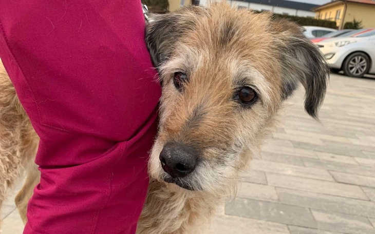 Pies przytulający się do nogi właściciela, wygląda na przyjaznego.