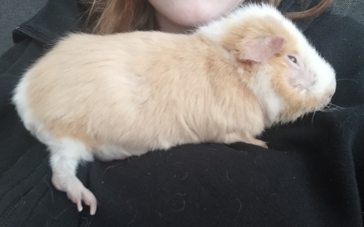 Świnka morska leżąca na ramieniu właściciela.