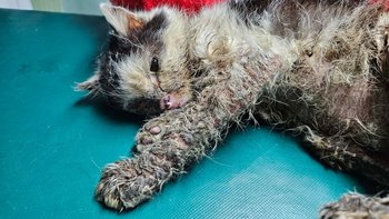 Zbiórka STOP Bezdomności - miniaturka zdjęcia