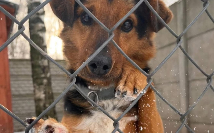 Pies patrzy przez ogrodzenie, wygląda na ciekawskiego.