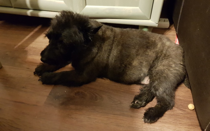 Kobieta z załamanymi rękami, zmartwiona przy biurku.