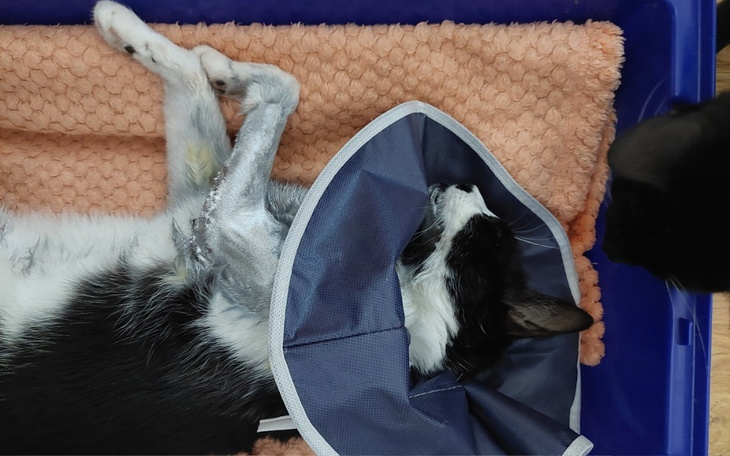 Zbiórka Pomoc kociakowi po wypadku - zdjęcie główne