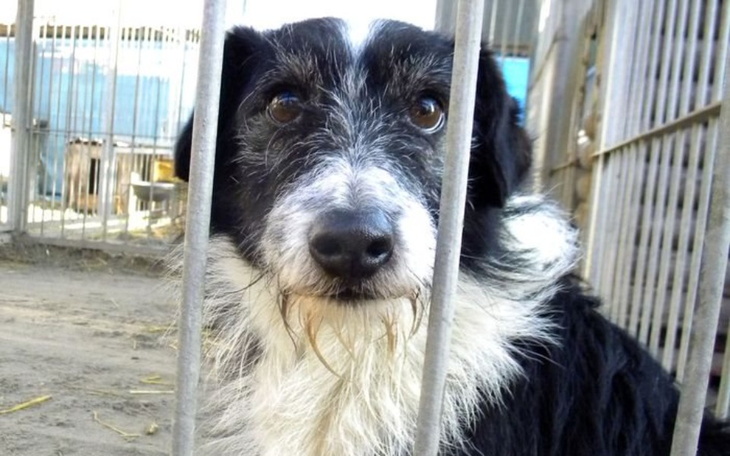 Zbiórka Przytuliska u Wandy - zbiórka - zdjęcie główne