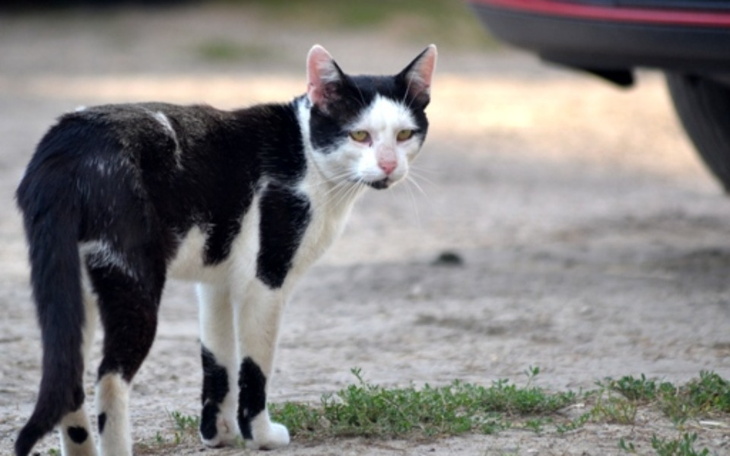 Zbiórka Pomoc ulicznym-bezdomnym kotkom - zdjęcie główne