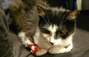 Zbiórka Leczenie FIP u kocurka Ludwika - miniaturka zdjęcia