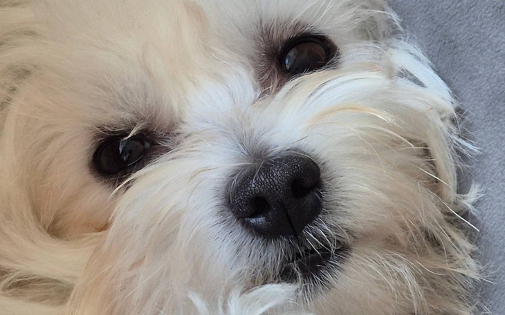 Zbiórka Operacja 2 letniego pieska - zdjęcie główne