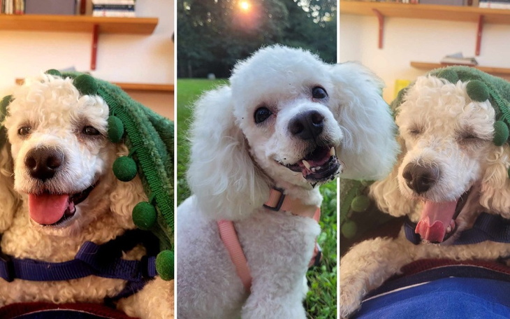 Trzy zdjęcia psa w zielonym ręczniku, uśmiechającego się.