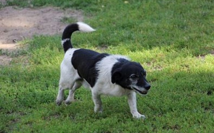 Zbiórka Pomoc dla psa Latka - zdjęcie główne