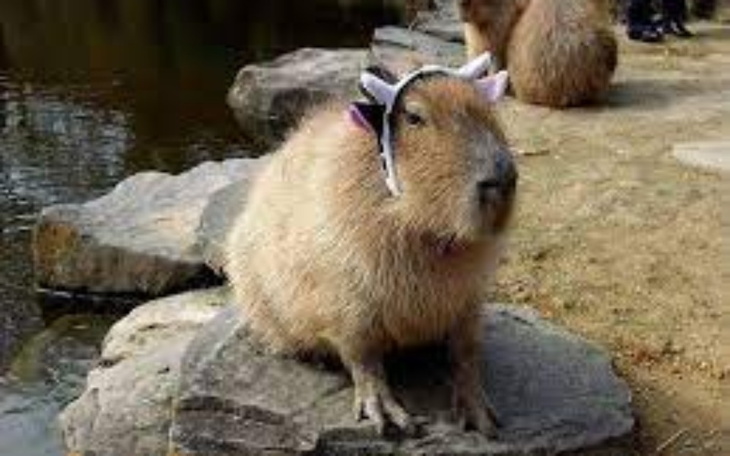 Zbiórka kocham kapibary - zdjęcie główne