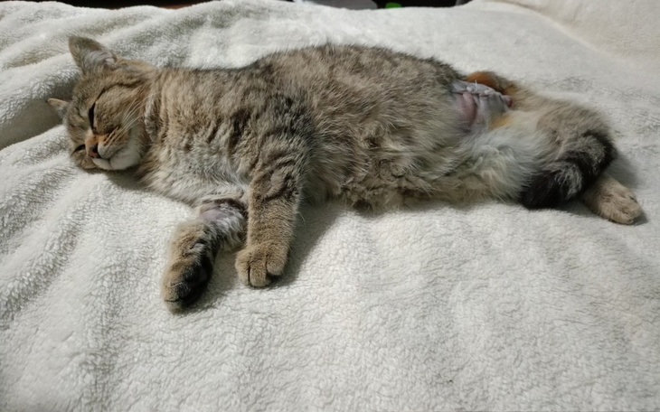 Śpiący kot na miękkiej kanapie, zrelaksowany i spokojny.