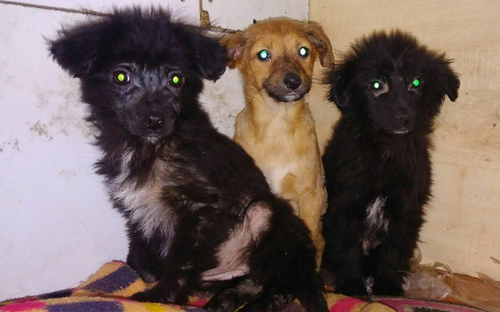 Zbiórka Czy nużyca to wyrok?POMÓŻ WYGRAĆ - zdjęcie główne