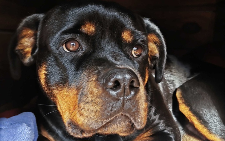 Zbiórka Mała Megi - los nie był łaskawy - zdjęcie główne