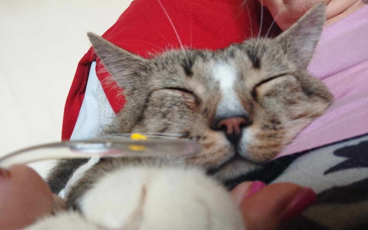 Zbiórka Jedzonko dla nerkowego Boryska - zdjęcie główne