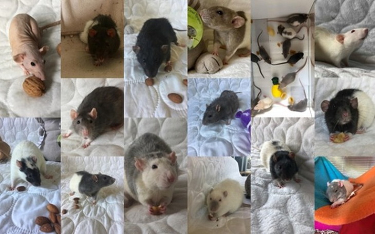 Zbiórka Podopieczni DT "Ogoniaste" - zdjęcie główne