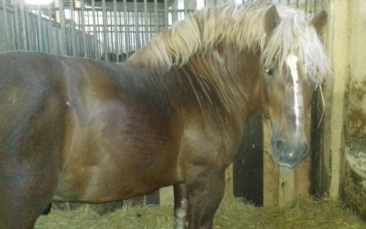 Zbiórka Na ratowanie konia od rzezi - zdjęcie główne