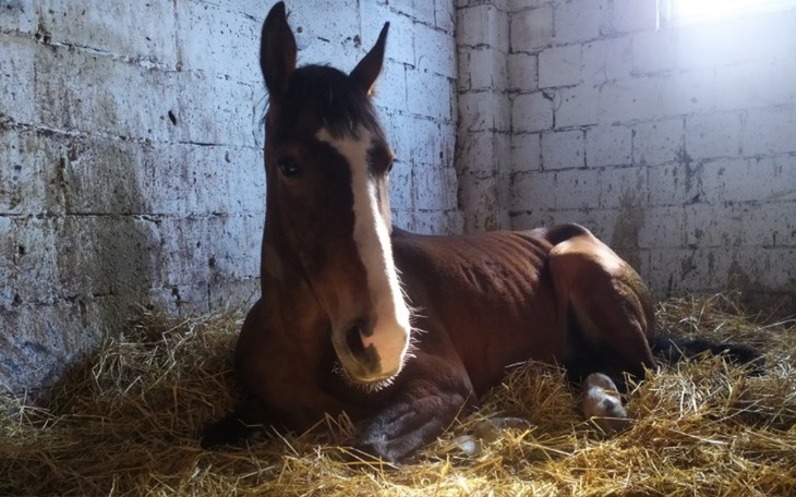 Zbiórka Roma, nie odchodź-jeszcze walcz - zdjęcie główne