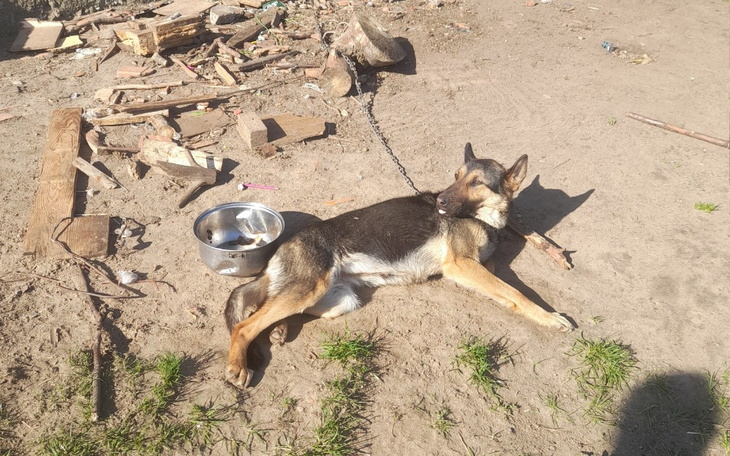 Zbiórka Młoda sunia z łańcucha - zdjęcie główne