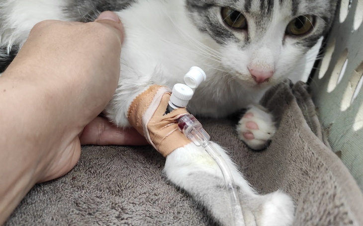 Zbiórka Fip - leczenie kotka - zdjęcie główne