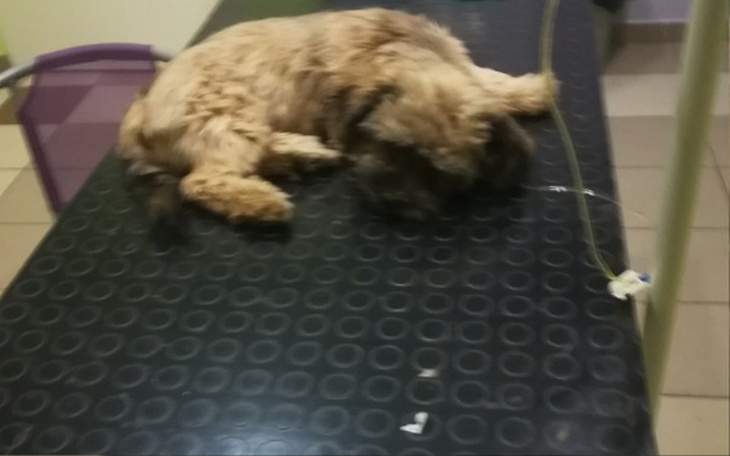 Zbiórka Leczenie Benka - zdjęcie główne