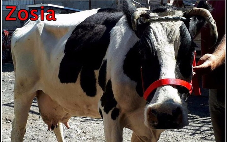 Krowa o imieniu Zosia, stojąca na podwórku.