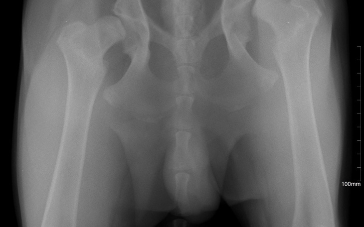 Zbiórka endoproteza stawu biodrowego psa - zdjęcie główne