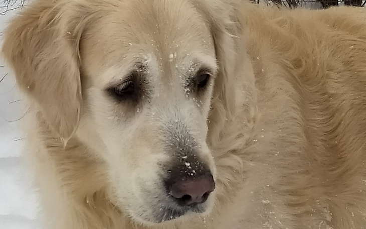 Złoty retriever w zimowym otoczeniu, z delikatnym śniegiem na sierści.