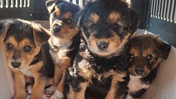 Zbiórka Na świat się nie prosiły. - miniaturka zdjęcia