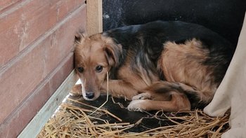 Zbiórka Życie bez lęku - miniaturka zdjęcia