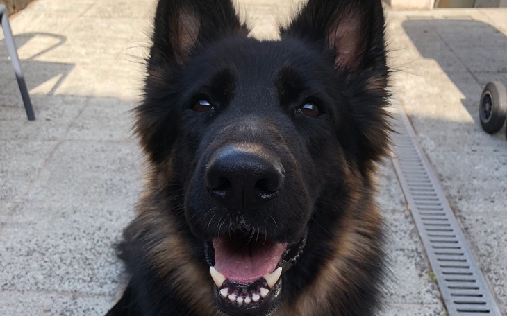 Zbiórka Operacja czyraczycy i leczenie - zdjęcie główne