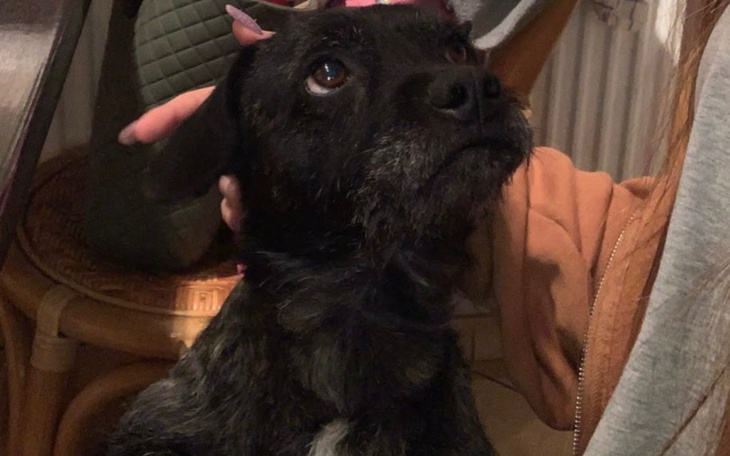 Zbiórka Zabieg dla Lemonka - zdjęcie główne