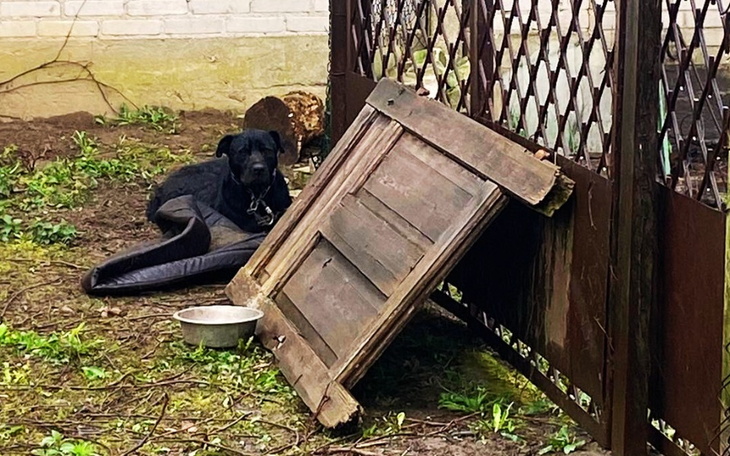 Czarny pies leżący w zaroślach, z uszkodzoną budą obok.