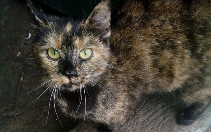 Zbiórka Sterylizacja potrzebna na cito! - zdjęcie główne