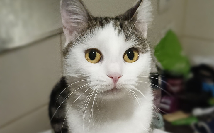 Zbiórka Proszę o karmę Apsik - zdjęcie główne