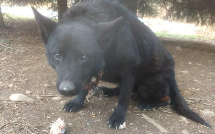 Zbiórka Zapomniany upodlony Boluś - zdjęcie główne