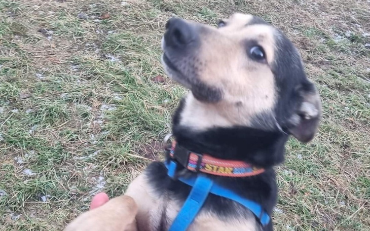 Zbiórka Nowe życie dla Klopsika - zdjęcie główne