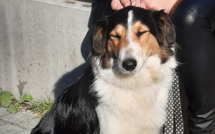 Pies siedzący na chodniku, wygląda na zrelaksowanego.