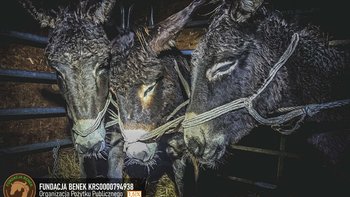 Zbiórka Tragedia rodziny ośliczek! - miniaturka zdjęcia