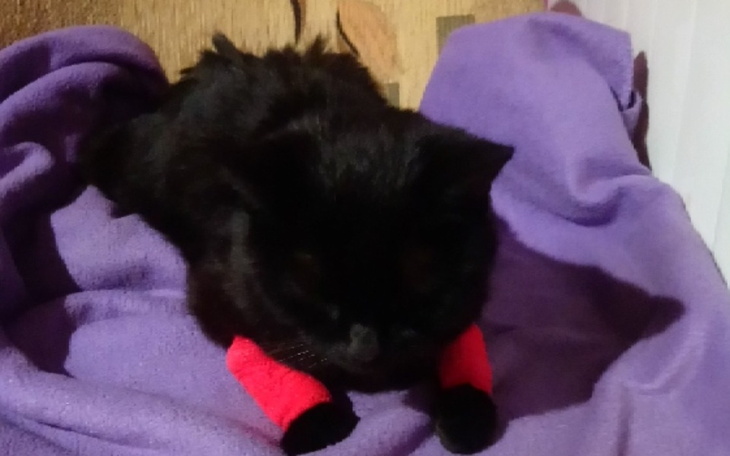 Zbiórka Ahmed walczy o życie - zdjęcie główne