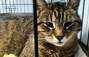 Zbiórka Kotka z ulicy błaga o pomoc - miniaturka zdjęcia