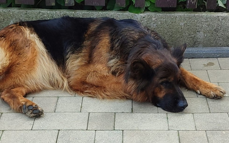 Zbiórka Pomoc na 2 operacje suczki Lili - zdjęcie główne